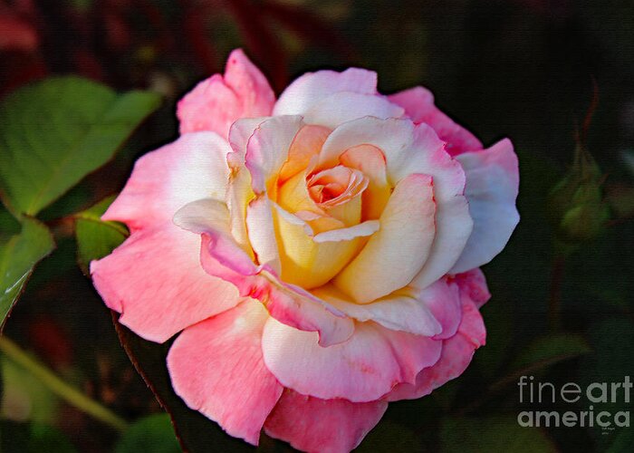 Art Greeting Card featuring the photograph A Rose For You by DB Hayes
