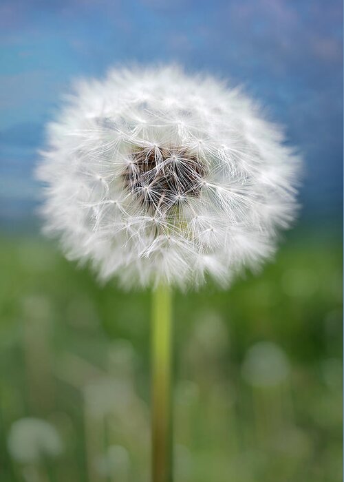 Nature Greeting Card featuring the photograph A single dandelion seed pod by Robert FERD Frank