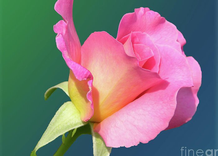 Flora Greeting Card featuring the digital art A single rose by Mariarosa Rockefeller