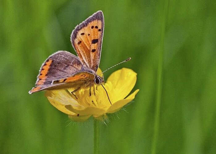 Insect Greeting Card featuring the photograph A Small Copper Butterfly (lycaena by John Edwards