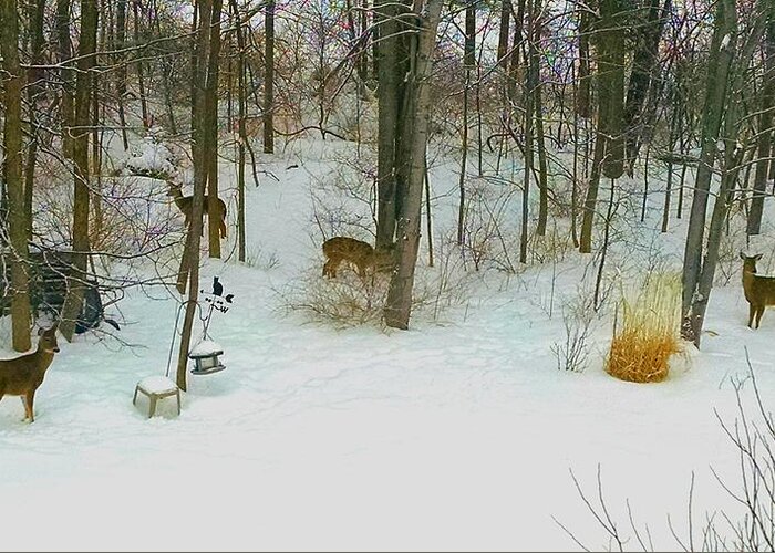 Deer Greeting Card featuring the photograph A Small Herd by Brad Nellis