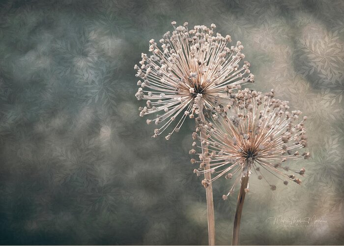 Plant Greeting Card featuring the photograph A Soft Whisper by Maria Angelica Maira
