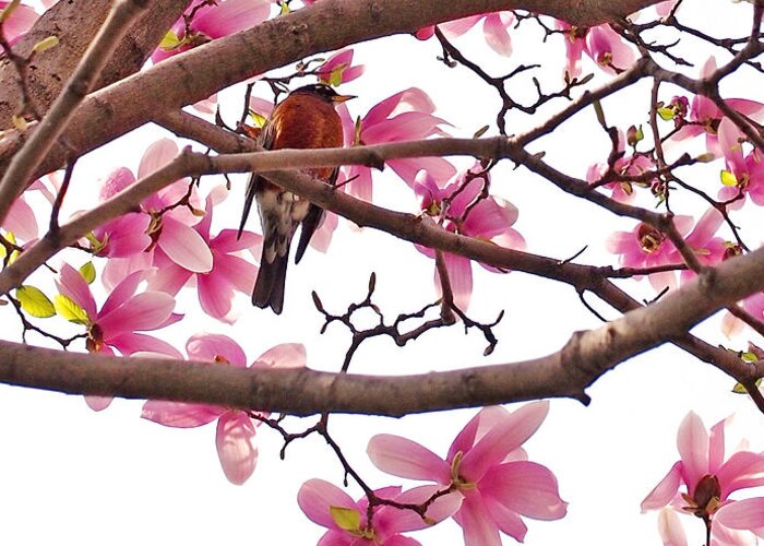 Magnolia Greeting Card featuring the photograph A Songbird in the Magnolia Tree - Square by Rona Black