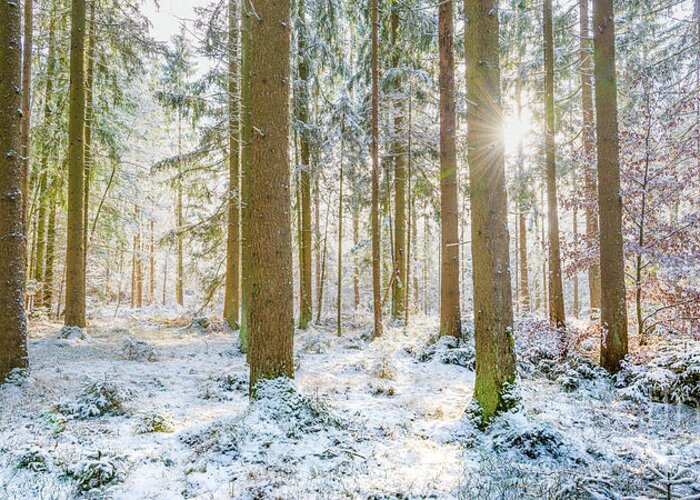2x1 Greeting Card featuring the photograph A Sunny Day In The Winter Forest by Hannes Cmarits