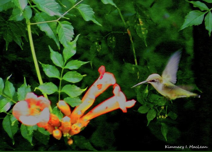 Hummingbird Greeting Card featuring the photograph A Tasty Treat by Kimmary MacLean