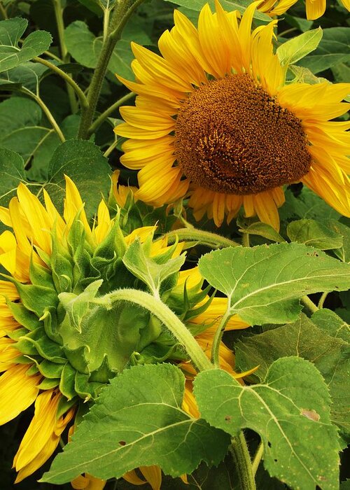 Sunflower Greeting Card featuring the photograph A tired friend by John Scates