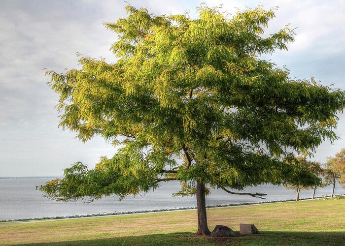 Usa Greeting Card featuring the photograph A Tree in the Park Bristol RI by Tom Prendergast