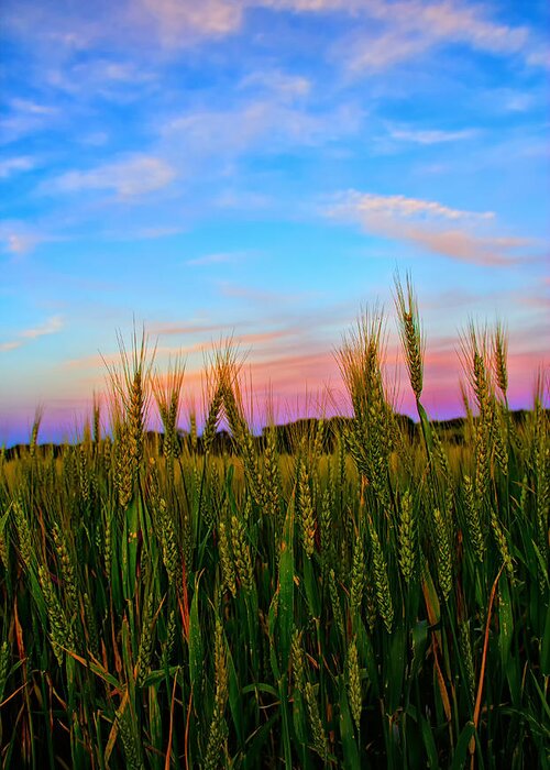 Wheat Greeting Card featuring the photograph A View from Crop Level by Bill and Linda Tiepelman