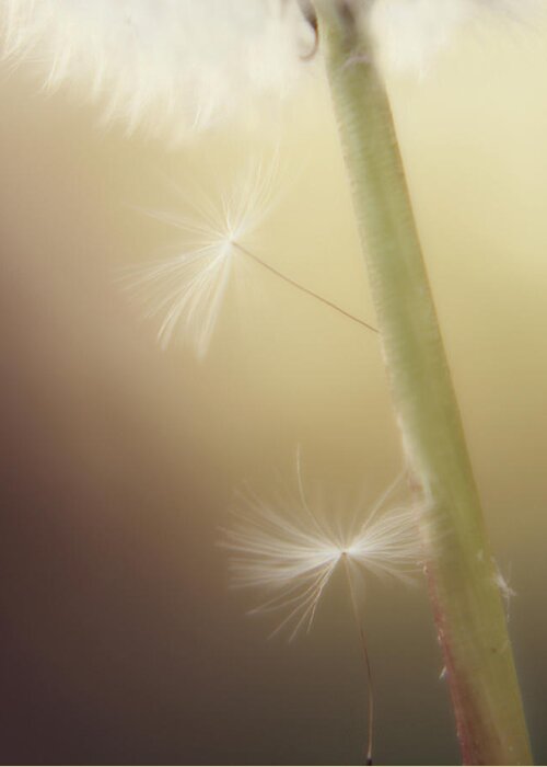 Dandelion Photography Greeting Card featuring the photograph A Wish and a Prayer by Amy Tyler