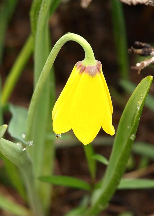 Flower Greeting Card featuring the photograph A Yellow Bell's Tear by DeeLon Merritt