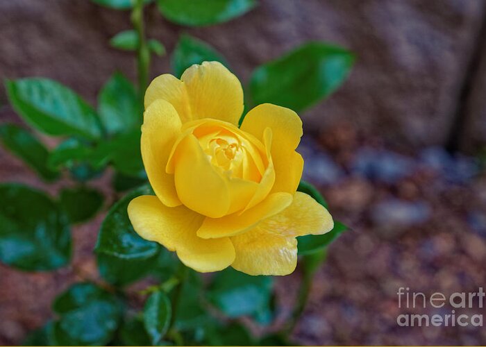 Rose Greeting Card featuring the photograph A Yellow Rose by Paul Mashburn