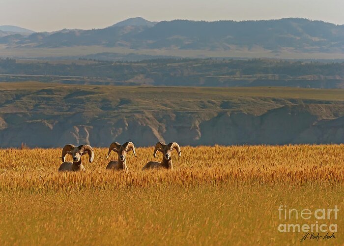 Big Horn Rams Greeting Card featuring the photograph Above The Breaks-Signed-#9386 by J L Woody Wooden