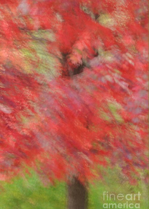 Abstract Greeting Card featuring the photograph Abstract Autumn Red Maple by Tamara Becker