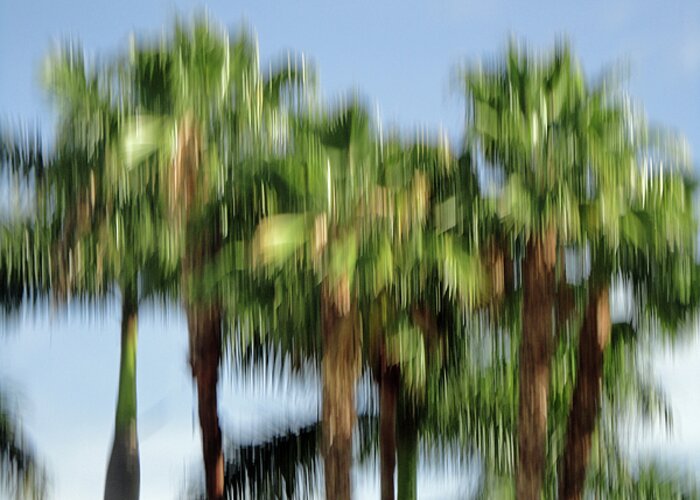 Fotografie Greeting Card featuring the photograph Abstract Florida Royal Palm Trees by Juergen Roth