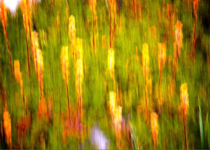 Nature Greeting Card featuring the photograph Abstract Impressionist Study 2 by Julius Reque