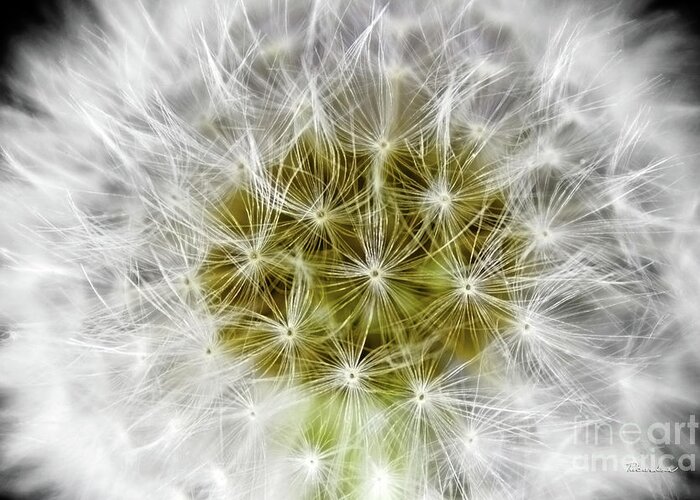Abstract Greeting Card featuring the photograph Abstract Nature Dandelion Floral Maro White and Yellow A1 by Ricardos Creations