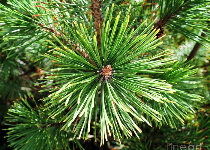 210 Greeting Card featuring the photograph Abstract Nature Green Pine Tree Macro Photo 210 by Ricardos Creations