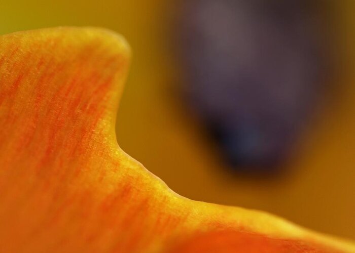 Abstract Greeting Card featuring the photograph Abstract Tulip Photography Artwork by Juergen Roth