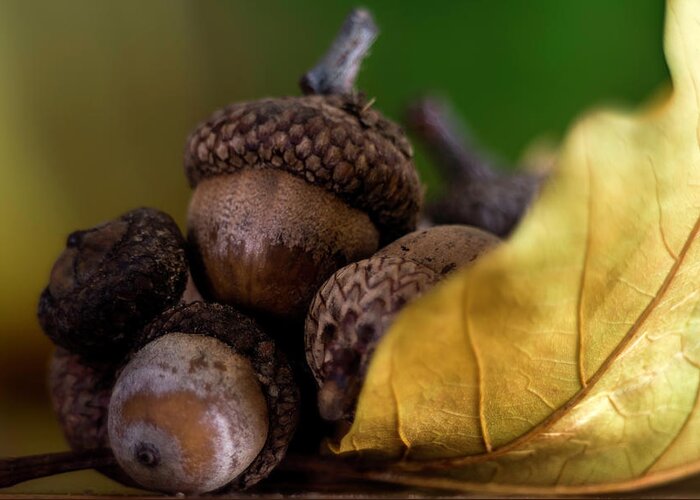 Wostphoto Greeting Card featuring the photograph Acorns in fall by Wolfgang Stocker