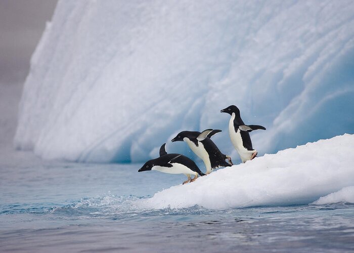 007651815 Greeting Card featuring the photograph Adelie Penguin Trio Diving by Suzi Eszterhas