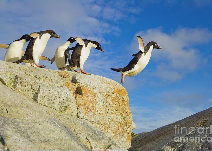 00345624 Greeting Card featuring the photograph Adelie Penguins Jumping by Yva Momatiuk John Eastcott