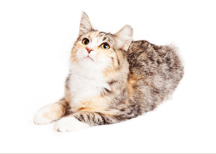 Adorable Greeting Card featuring the photograph Adorable Calico Kitty Looking Up by Good Focused