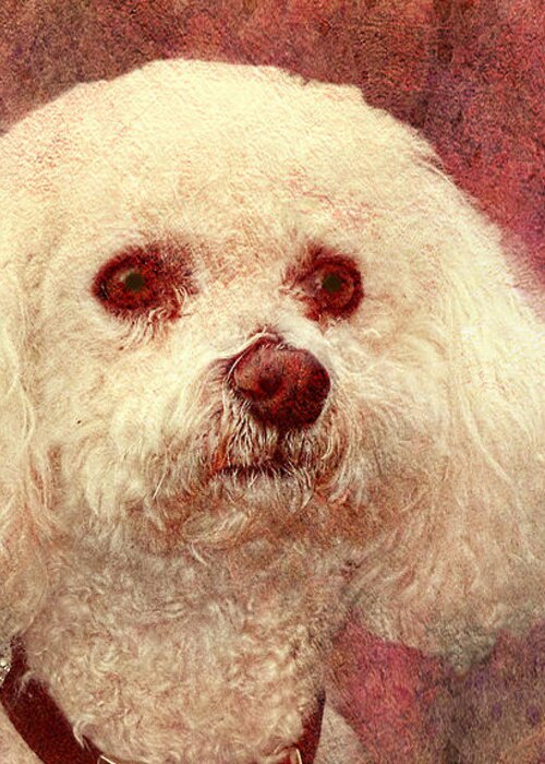 Julia Springer Greeting Card featuring the photograph Adoration - Portrait of a Bichon Frise by Julia Springer
