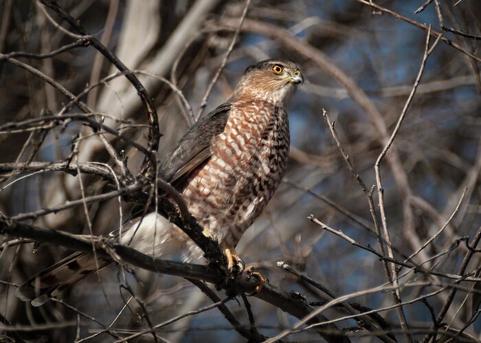 Hawk Greeting Card featuring the photograph Adult Coopers Hawk by Rick Mosher