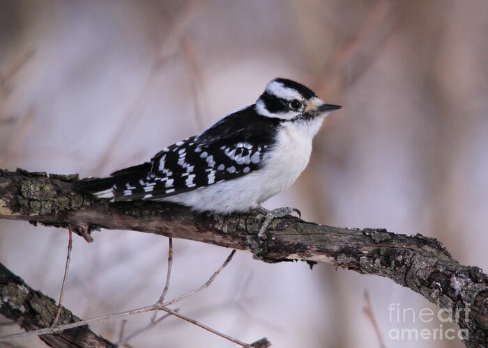 Branches Greeting Card featuring the photograph Adult Female Downy Woodpecker by Cathy Beharriell