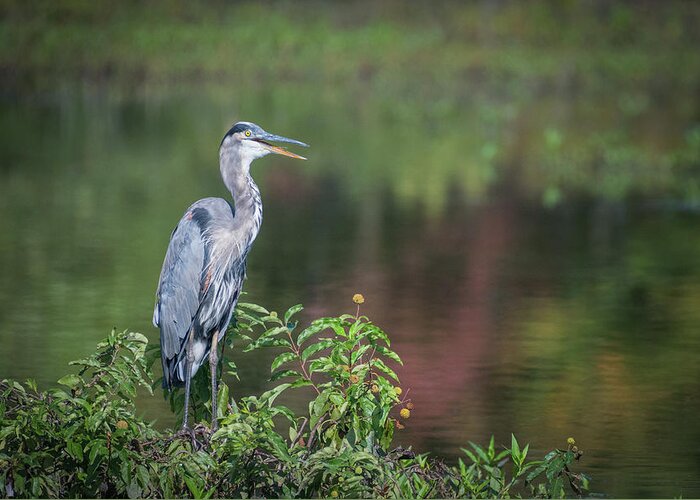 Photograph Greeting Card featuring the photograph Advice from a Great Blue Heron by Cindy Lark Hartman