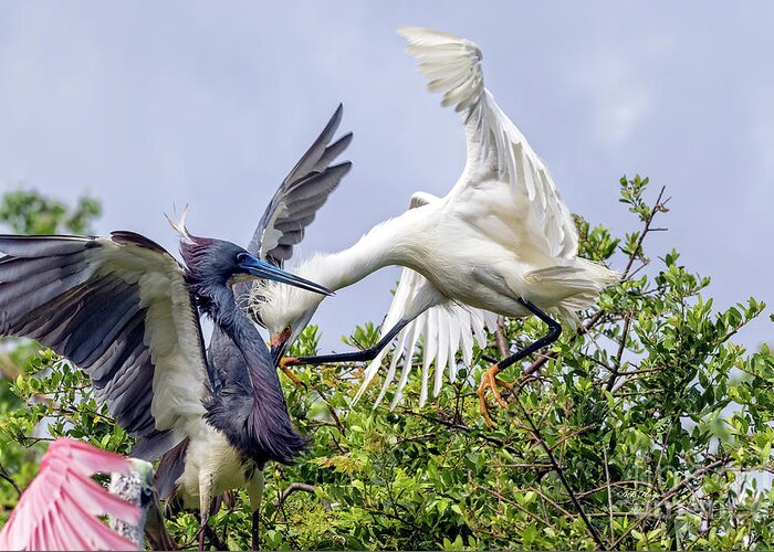 Egrets Greeting Card featuring the photograph Aerial Battle Between Tricolored Heron and Snowy Egret by DB Hayes