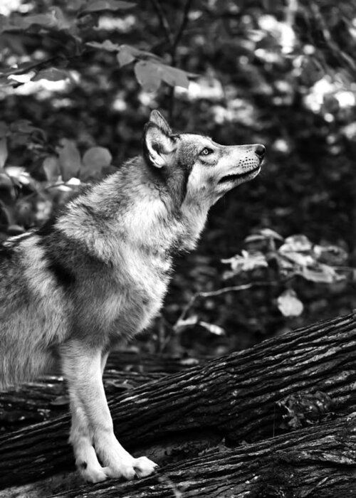 Aero Wolf Greeting Card featuring the photograph Aero Wolf in Black and White by Tracy Winter