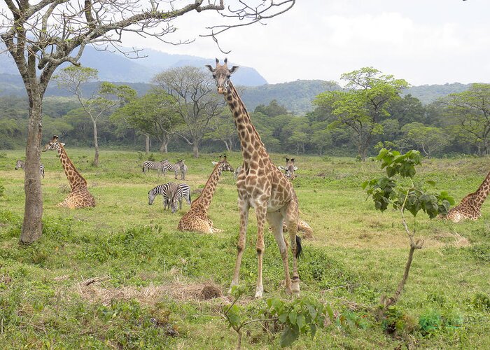 Giraffe Greeting Card featuring the photograph Africa by Diane Barone