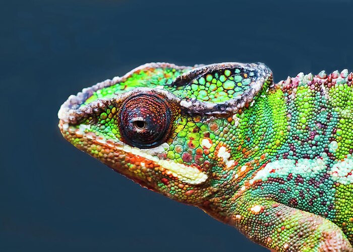 African Chameleon Greeting Card featuring the photograph African Chameleon by Richard Goldman