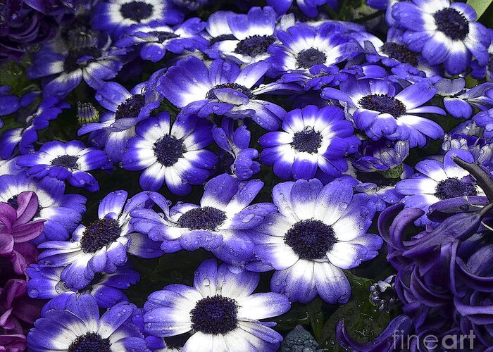 Daisy Greeting Card featuring the photograph African Daisy Purple and White by Dee Flouton