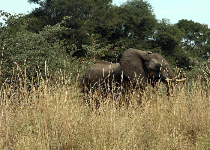Karen Zuk Rosenblatt Art And Photography Greeting Card featuring the photograph African Elephant in Tall Grass by Karen Zuk Rosenblatt