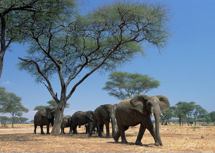 Mp Greeting Card featuring the photograph African Elephant Loxodonta Africana by Gerry Ellis