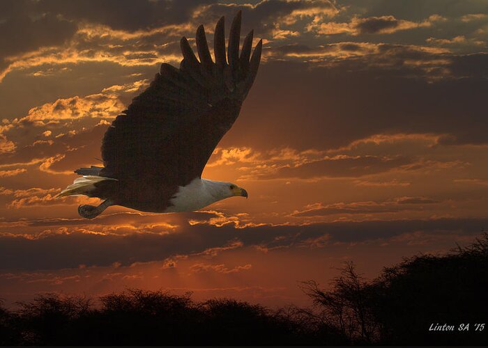 African Fish Eagle Greeting Card featuring the photograph African Fish Eagle At Sunset by Larry Linton