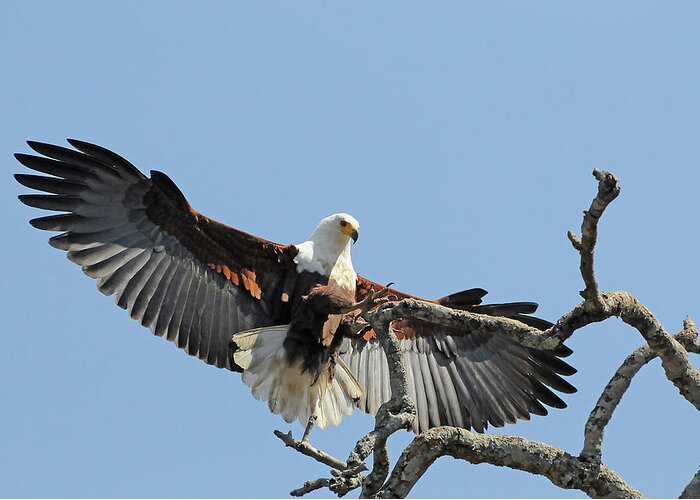 Africa Greeting Card featuring the photograph African Fish Eagle by Ted Keller