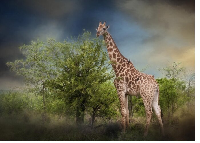 Adventure Greeting Card featuring the photograph African Giraffe by Maria Coulson