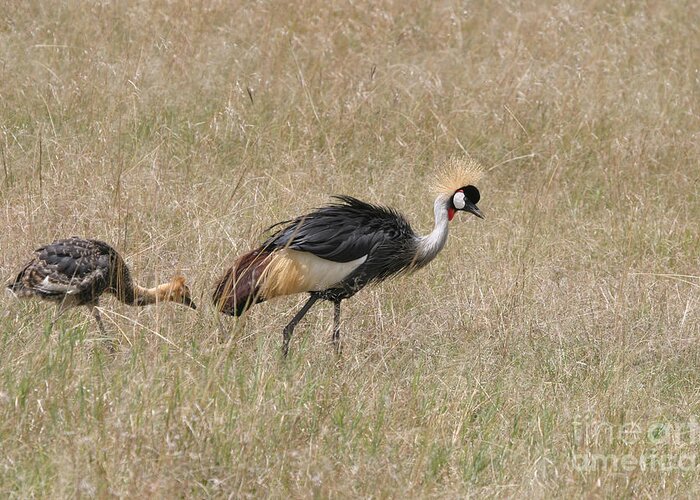 African Gray Crown Crane Greeting Card featuring the photograph African Grey Crown Crane by Joseph G Holland