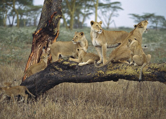 Mp Greeting Card featuring the photograph African Lion Panthera Leo Family by Konrad Wothe