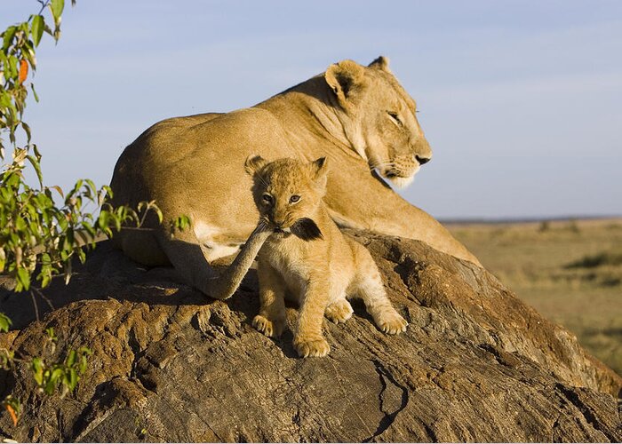 Mp Greeting Card featuring the photograph African Lion With Mother's Tail by Suzi Eszterhas