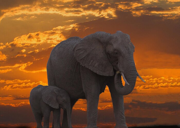 Africa Greeting Card featuring the photograph African Sunset-k by Larry Linton