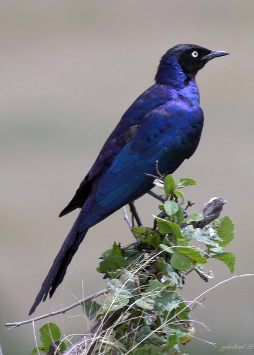 Starling Greeting Card featuring the photograph African White Eye Starling by Joseph G Holland