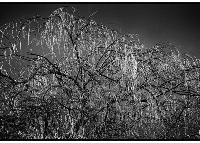 Ice Greeting Card featuring the photograph After the Ice Storm by John Meader