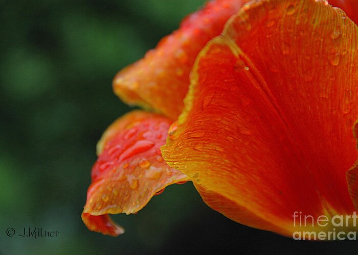 Close-up Tulip Greeting Card featuring the photograph After The Rain by Jacqueline Milner