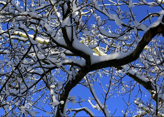 Winter Tree Greeting Card featuring the photograph After the Storm 030218 9 by Mary Bedy