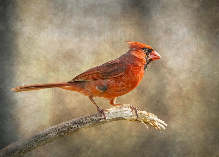 Bird Greeting Card featuring the photograph Afternoon Cardinal by Bill and Linda Tiepelman