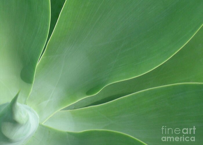 Agave Greeting Card featuring the photograph Agave by James Temple